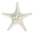 Floristik24 Estrella de mar 9cm - 11cm blanca 20p