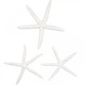 Floristik24 Decoración estrella de mar blanca, artículos naturales, decoración marítima 10-12cm 14p