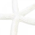 Floristik24 Decoración estrella de mar blanca, artículos naturales, decoración marítima 10-12cm 14p