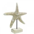 Floristik24 Estrella de mar para colocar, decoración madera marinera color natural, blanco H23.5cm