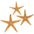 Floristik24 Estrella de mar dispersión decoración hogar deco mini estrella de mar naturaleza 2-4cm 50p