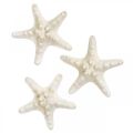 Floristik24 Estrella de mar decoración blanca estrella de mar seca para manualidades 7-11cm 15p