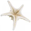 Floristik24 Deco estrella de mar estrella de mar con nudos blanca seca grande 19-26cm 5pcs