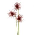 Floristik24 Flores de seda Xanthium Burdeos 64cm 4pcs