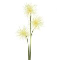 Floristik24 Flores de seda Xanthium crema 63cm 4pcs