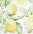 Floristik24 Servilletas blancas con limones decoración veraniega 33x33cm 20ud