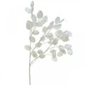 Floristik24 Rama decorativa hoja plata rama Lunaria blanca rama artificial 70cm