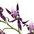Floristik24 Orquídeas araña Brassia violeta 108cm 3uds