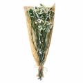 Floristik24 Ramo de flores secas lavanda de mar blanco 40–55cm 120g