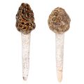 Floristik24 Estaca decorativa artificial con forma de seta morilla para macetas y mesa, 13 cm, 2 unidades.