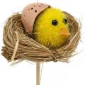 Floristik24 Tapón decorativo pollitos en el nido Decoración de Pascua para taponar Ø6cm 6 piezas