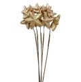 Floristik24 Estrellas agrupadas con glitter gold 60cm 5pcs