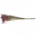 Floristik24 Statice, lavanda marina, flor seca, ramo de flores silvestres rosa L52cm 23g