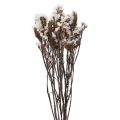 Floristik24 Flores Secas Limonium Blanco Lila Playa 60cm 35g