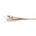 Cápsulas de amapola deco flores secas crema de helecho artificial 63cm