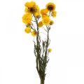 Floristik24 Flor seca Flor de paja amarilla Helichrysum Decoración seca Manojo 50cm 45g