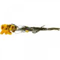Floristik24 Flor seca Flor de paja amarilla Helichrysum Decoración seca Manojo 50cm 45g