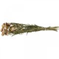 Flor de paja Amarillo, rojo seco Helichrysum flor seca 50cm 60g