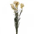 Floristik24 Decoración seca flor de paja crema helicriso seco 50cm 30g