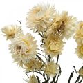 Floristik24 Decoración seca flor de paja crema helicriso seco 50cm 30g