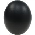 Decoración de huevos de avestruz soplada Decoración de Pascua negro Ø12cm H14cm | Floristik24.es