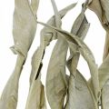 Floristik24 Hojas de Strelitzia secas verdes esmeriladas 45-80cm 10ud