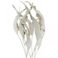 Floristik24 Strelitzia hojas lavadas blancas secas 45-80cm 10p