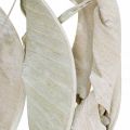 Floristik24 Strelitzia hojas lavadas blancas secas 45-80cm 10p
