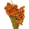 Floristik24 Flores de Paja Flores Secas Naranja Pequeñas 15g
