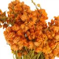 Floristik24 Flores de Paja Flores Secas Naranja Pequeñas 15g