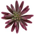 Floristik24 Planta suculenta 15cm violeta