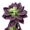 Floristik24 Suculenta gris púrpura oscuro Ø7cm, Ø10cm H30cm