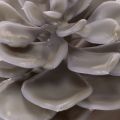 Flores artificiales de cera con forma de suculenta, decoración de 10 cm, 6 unidades. | Floristik24.es