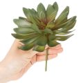 Suculenta artificial como planta decorativa, verde, 18 cm, 3 unidades | Floristik24.es