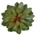 Suculenta artificial como planta decorativa, verde, 18 cm, 3 unidades | Floristik24.es