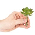 Planta suculenta verde artificial como decoración para arreglos creativos. | Floristik24.es