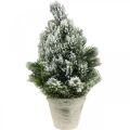 Floristik24 Mini árbol de Navidad en maceta con nieve artificial Ø18cm H32cm