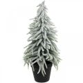Floristik24 Abeto de invierno en maceta, decoración navideña, abeto con nieve Al 45cm