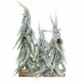 Floristik24 Abetos con nieve, decoración de Adviento, bosque de invierno L16.5cm H28cm