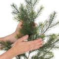 Rama artificial decorativa de abeto para arreglos florales creativos, 175 cm. | Floristik24.es