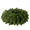 Corona de ramas de abeto artificiales, verde, redonda, 50 cm | Floristik24.es