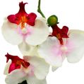 Floristik24 Orquídea de decoración de mesa en maceta color crema Al 29cm