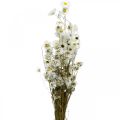 Floristik24 Flores secas Acroclinium Flores blancas floristería seca 60g