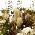 Floristik24 Ramo de flores secas con pastos de pradera blanco, verde, marrón 125g flores secas