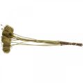Floristik24 Flores secas deco verde hinojo 50cm ramo de 10uds