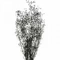 Floristik24 Flor seca Massasa negra decoración natural 50-55cm ramo de 10uds