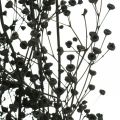 Floristik24 Flor seca Massasa negra decoración natural 50-55cm ramo de 10uds