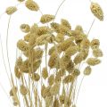 Flor seca Phalaris, manojo de hierba decorativa, florística seca, naturaleza boho, blanqueada L55cm 100g | Floristik24.es