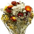 Floristik24 Ramo de flores secas Flores eternas y lavanda de mar 125g de flores secas