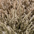 Ramo de flores secas de lavanda de playa Statice nature 1 kg | Floristik24.es